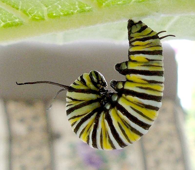 monarch-crysalis1